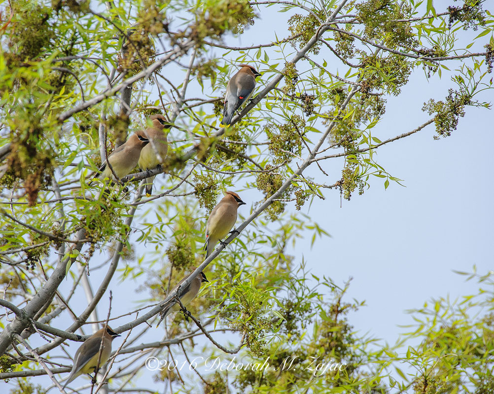 Cedar Waxwings