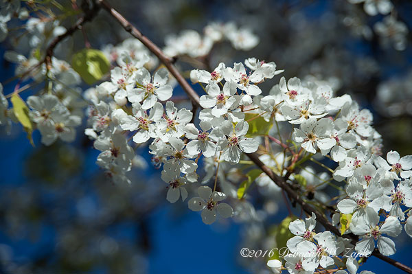Flowering Tree in full bloom