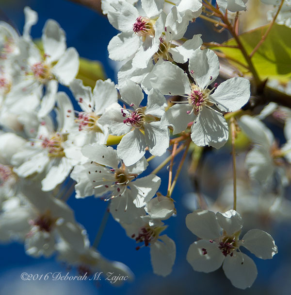 Blossoms on a Flowering Tree