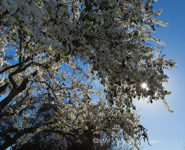 Flowering Tree in Full Bloom