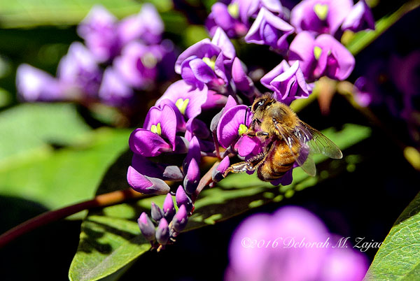 Honey Bee and the Sweet Pea