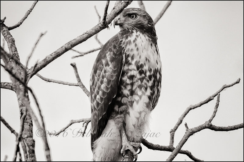 Monochrome Madness 2 47 of 52 Red tailed Hawk