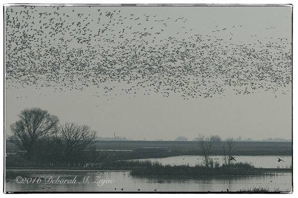 MM2 Late Afternoon Merced Marsh_3000593