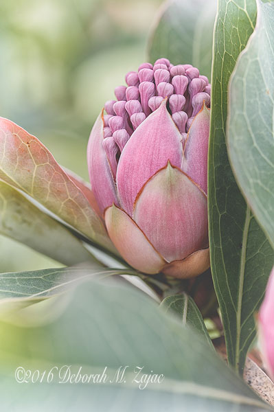 Protea