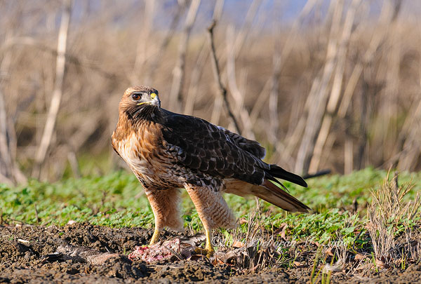 Red tail Hawk with meal
