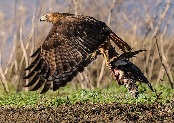 Red-tailed Hawk with Prey in Flight
