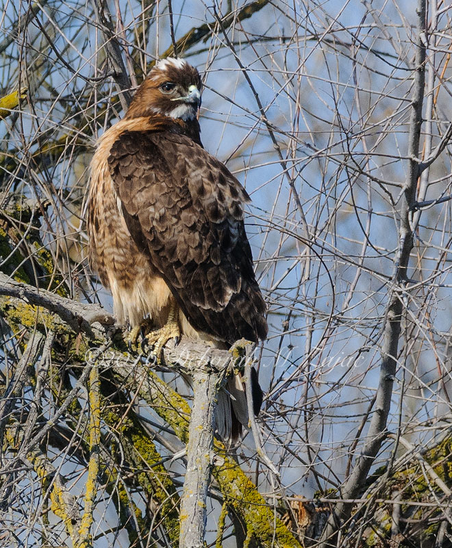 Red-tail Hawk