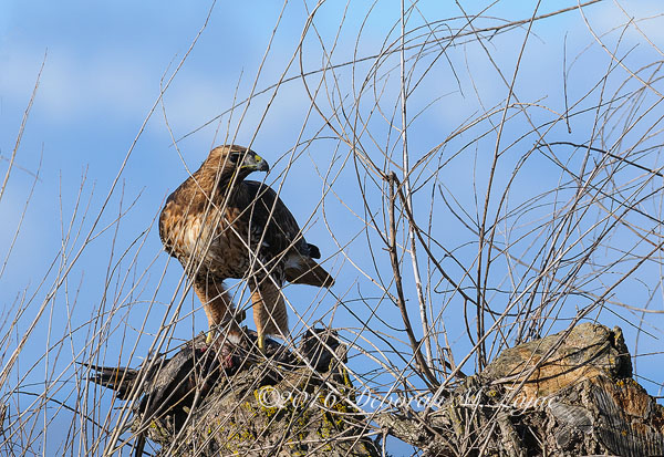 Red tail with prey on tree stump