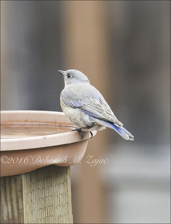 Bluebird Female
