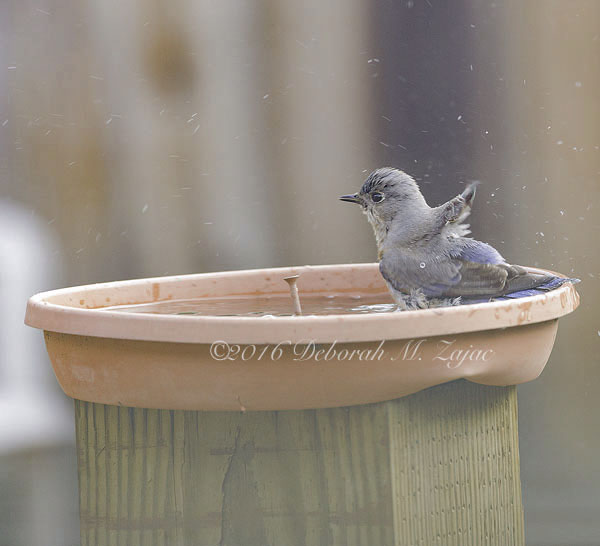 Western Bluebird Female bathing