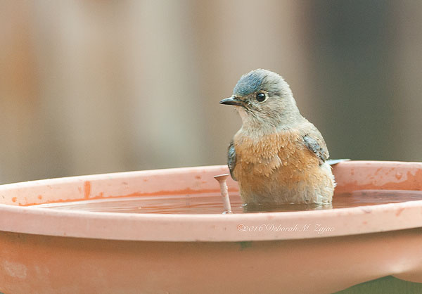 Western Bluebird