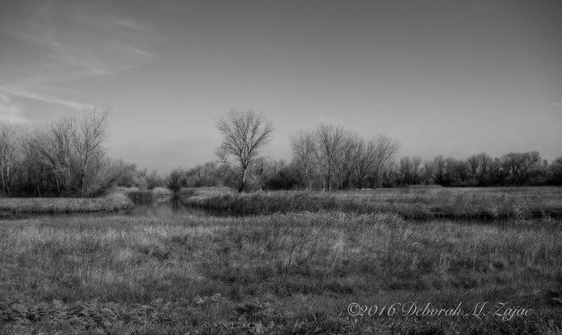 Copyright © 2016 Deborah M. Zajac ALL RIGHTS RESERVED