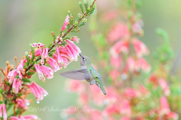 Anna's Hummingbird Female Feeding