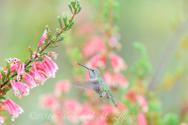 Anna's Hummingbird Female Approaching flowers
