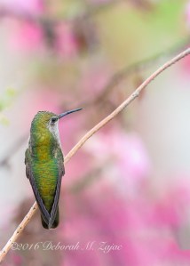 Anna's Hummingbird Female perched on a branch