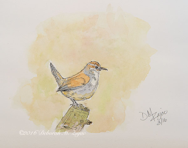 Bewick's Wren Pen and Watercolor Wash