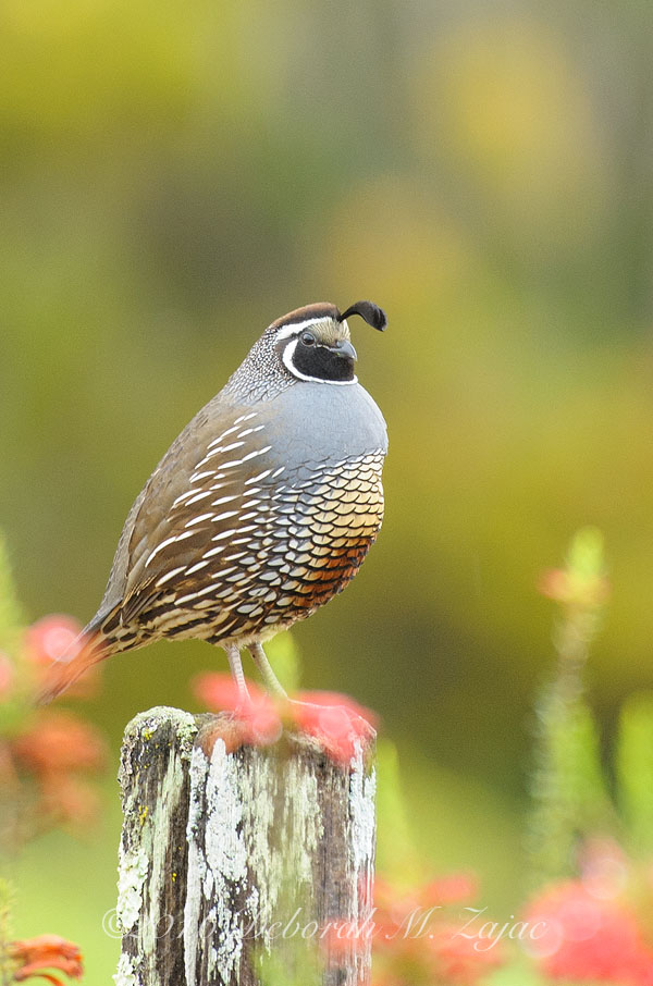 California Quail- The Look