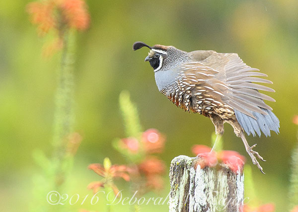 California Quail-Morning Stretch