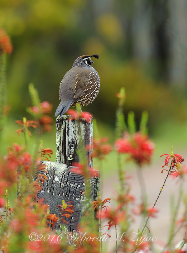 California Quail on Post
