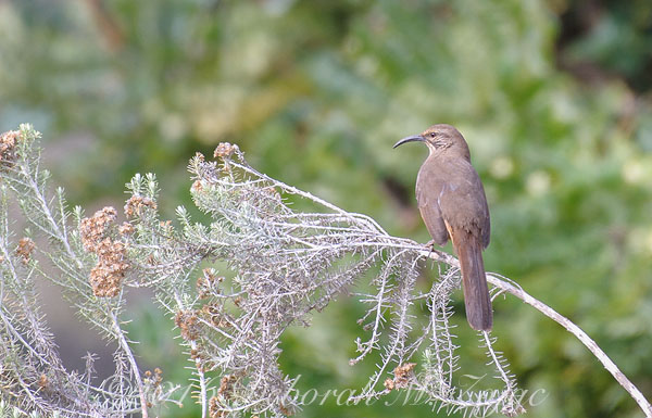 Copyright © Deborah M. Zajac
ALL RIGHTS RESERVED