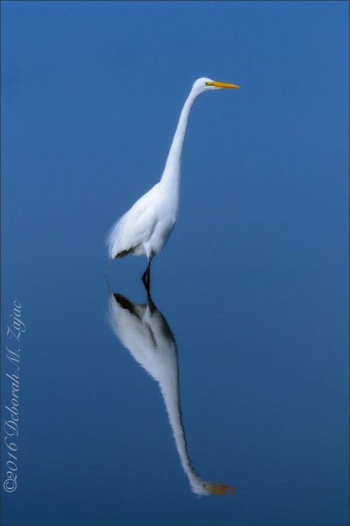 Great Egret Reflected