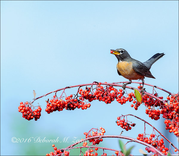 Mine, Mine, Mine! They're all Mine!