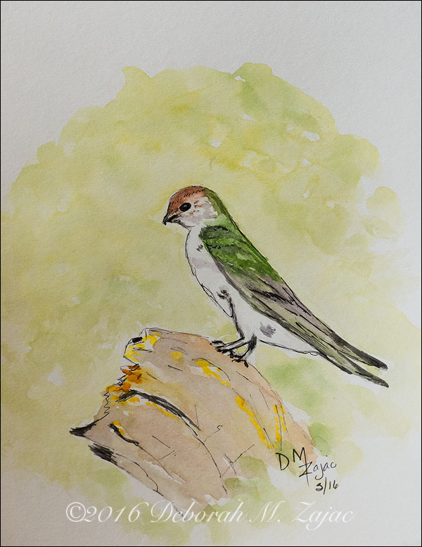 Watercolor Line and Wash Violet-Green Swallow