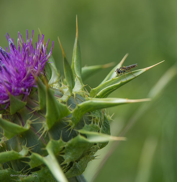 Bee Fly on Milk Thistle