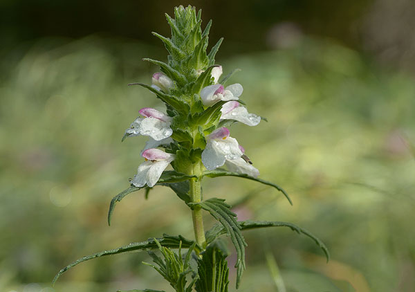Bellardia Wildflower