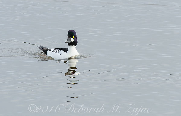 Common Goldeneye Male-Mating Ritual Dance-Photography