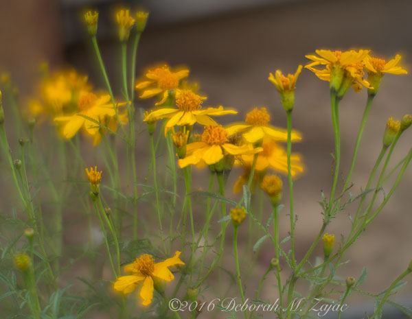 Macro Photography-Flowers-LensBaby