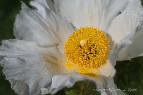 Coulter's Matilija Poppy-Photography