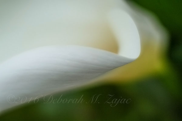 Calla Lily-Macro Photography-LensBaby
