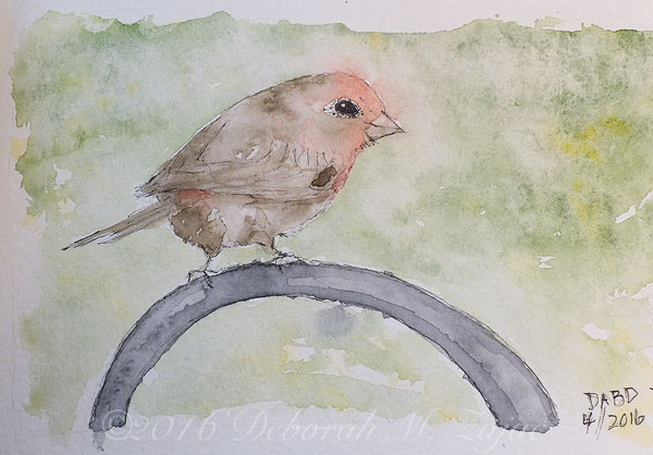 House Finch in Watercolor Draw-a-Bird Day
