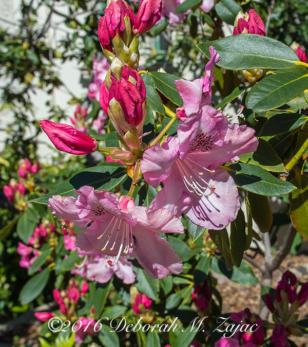 Copyright © Deborah M. Zajac
ALL RIGHTS RESERVED