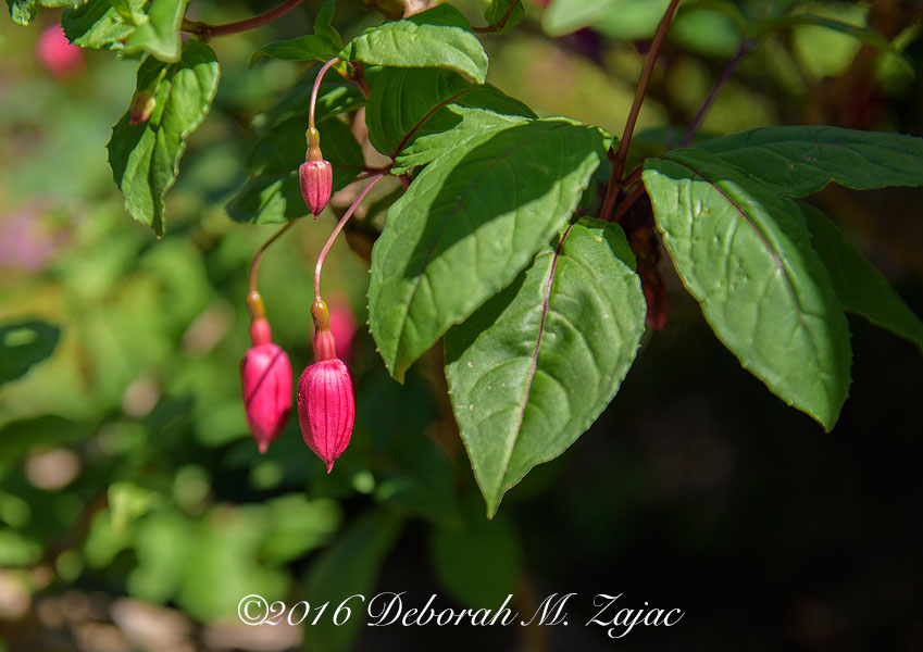 Copyright © Deborah M. Zajac
ALL RIGHTS RESERVED