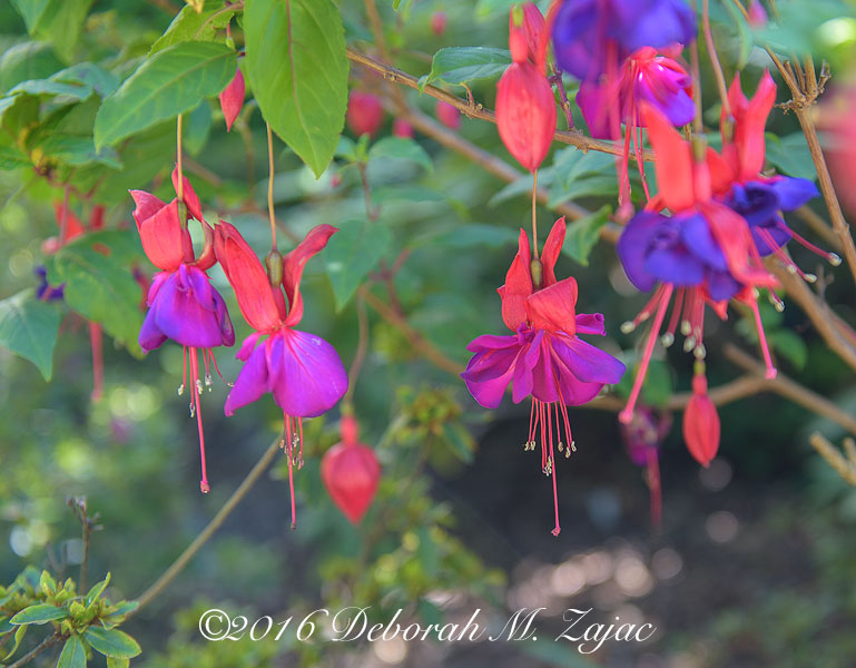 Copyright © Deborah M. Zajac
ALL RIGHTS RESERVED