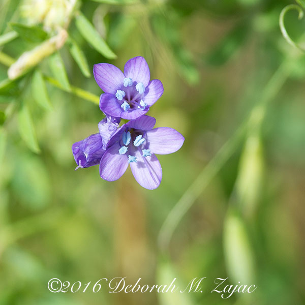 Unidentified Spring Flower Western Region