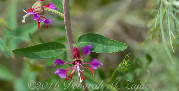 Elegant Clarkia-Macro Photography