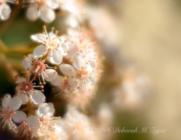 Privacy hedge- macro photography Lensbaby