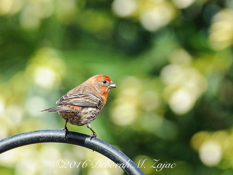 House Finch Male-Photography