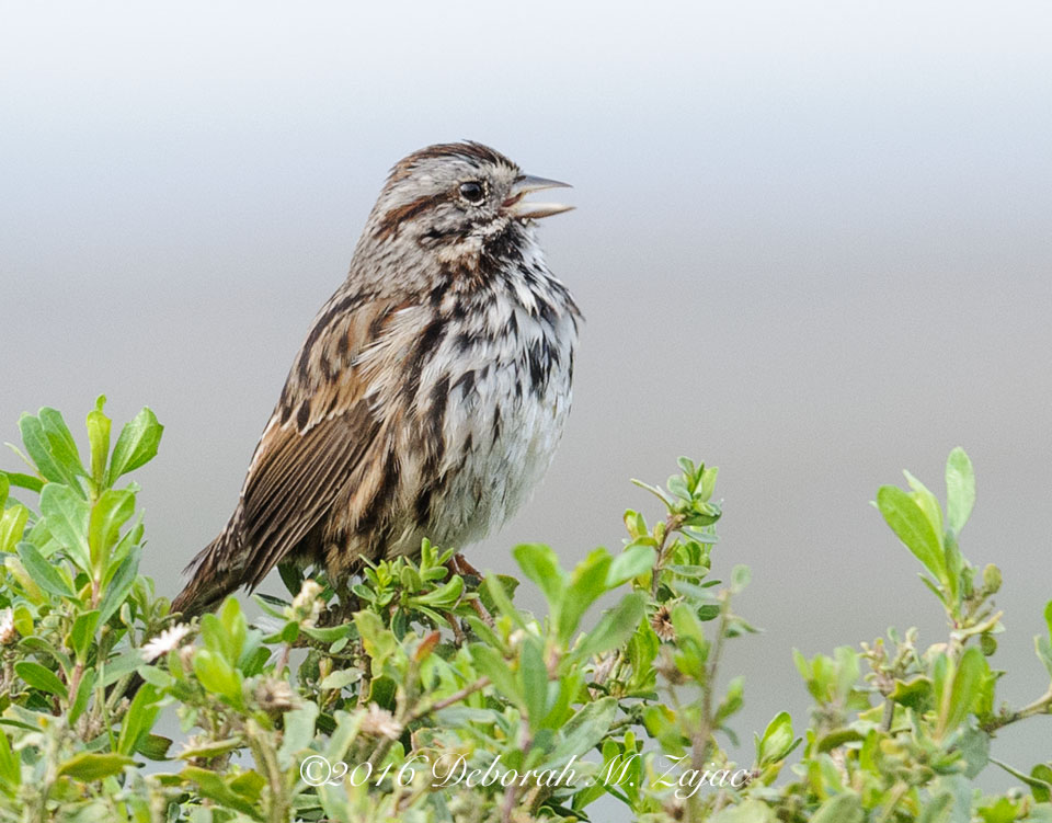 Song Sparrow- Bird Photography