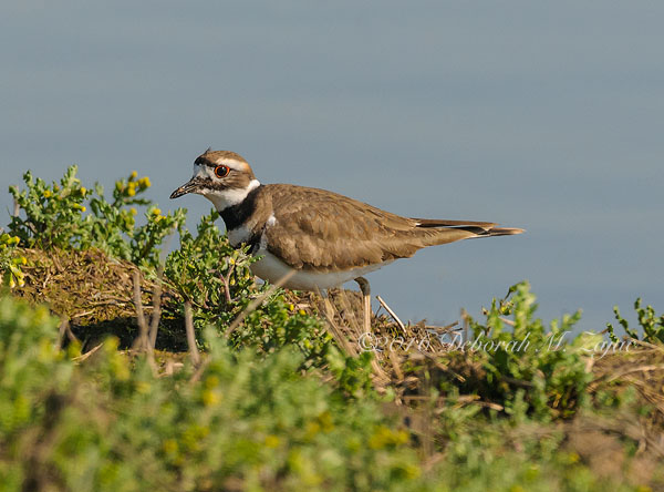 Killdeer_ Photography
