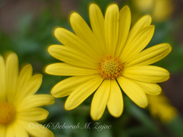 Flower- Yellow_Photography