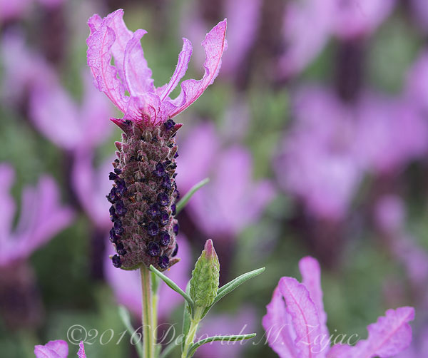 Spanish Lavender Macro Photography-LensBaby