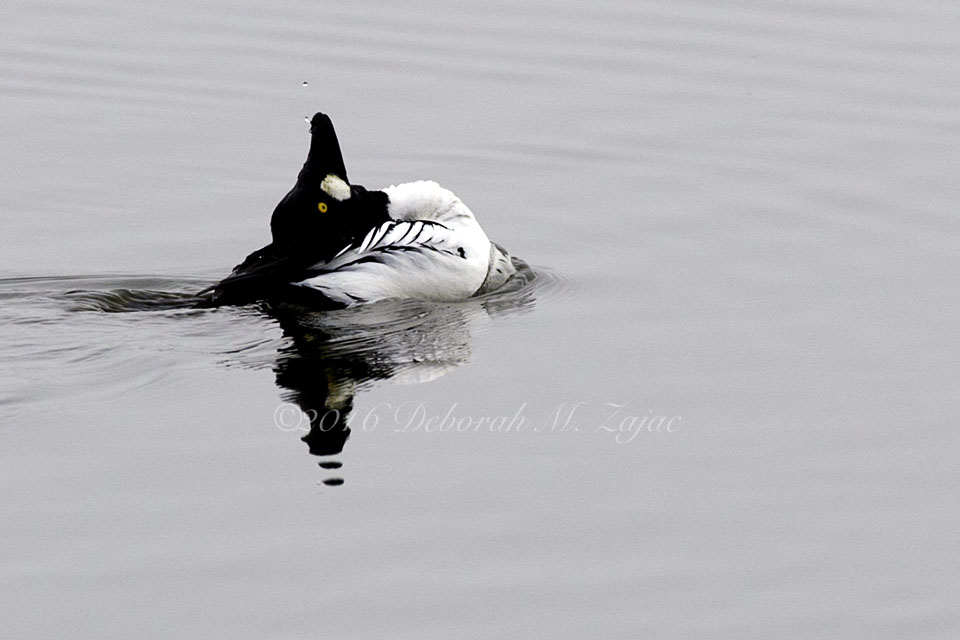 Common Goldeneye male- Mating Ritual Dance Photography
