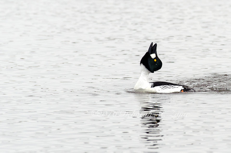 Common Goldeneye Male-Mating Ritual Dance-Photography