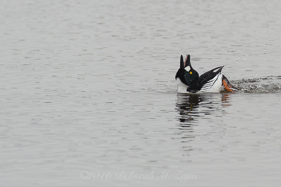 Common Goldeneye Male-Mating Ritual Dance-Photography