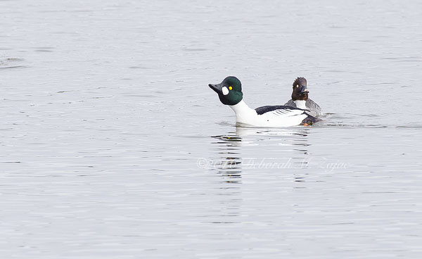 Common Goldeneye Male-Mating Ritual Dance-Photography