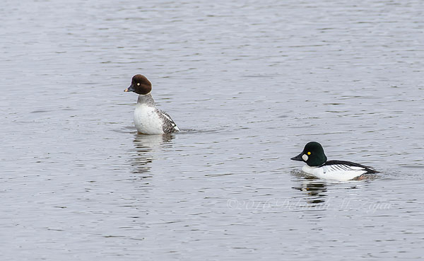 Common Goldeneye Male-Mating Ritual Dance-Photography